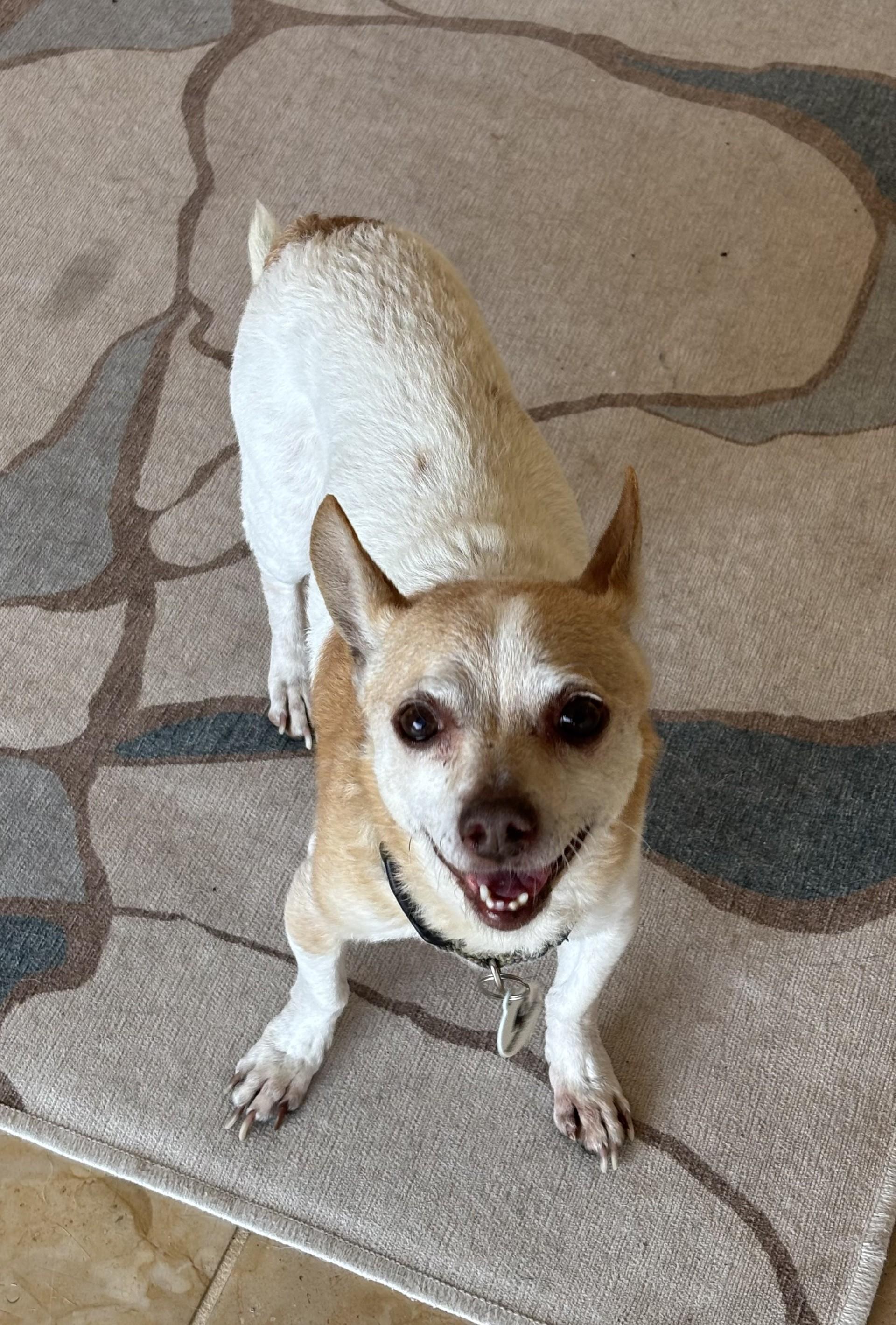Chip, Adoptable, Senior Male Chihuahua.