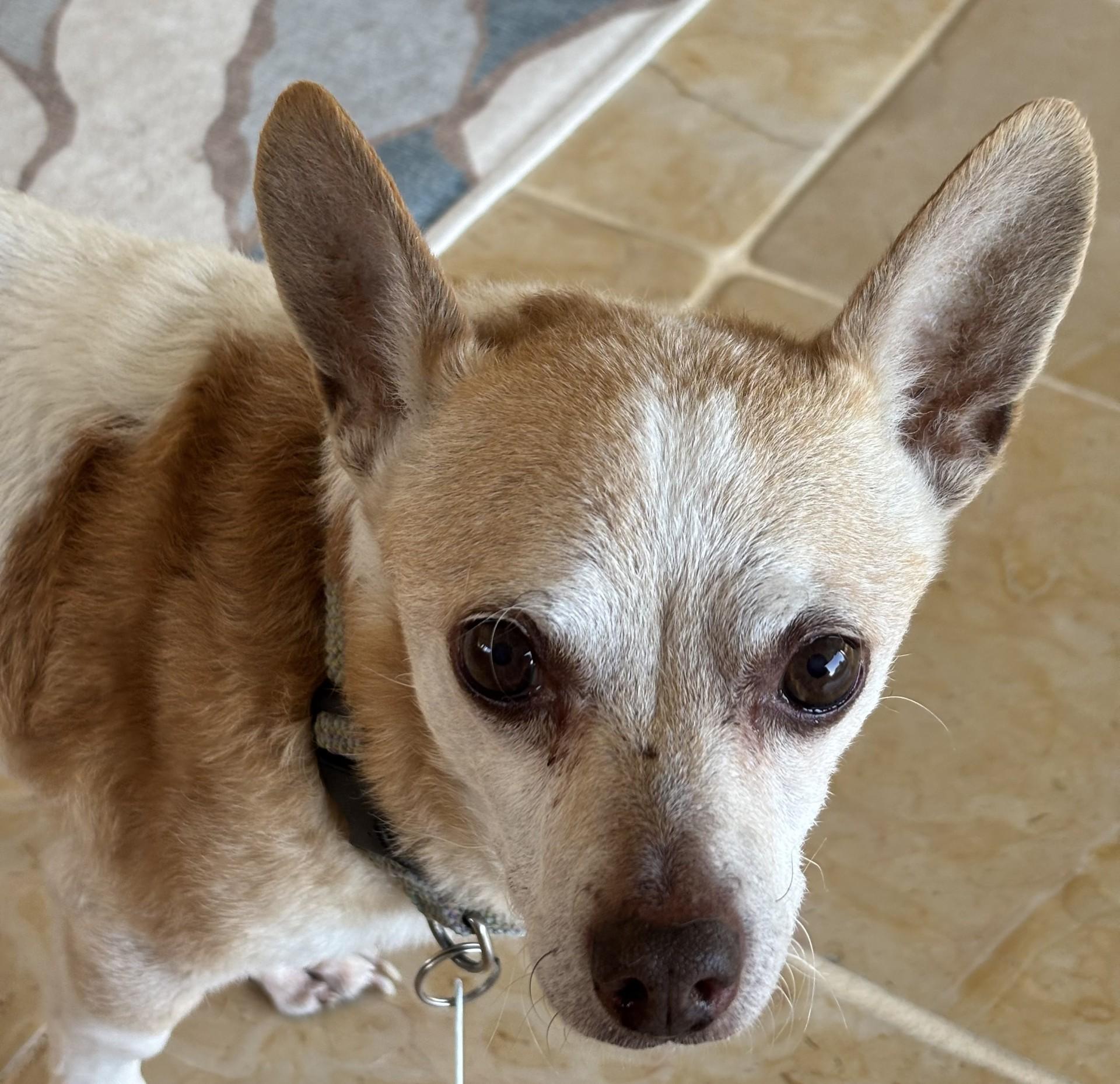 Chip, a Adoptable mixed breed in Livermore, CA image 2/2