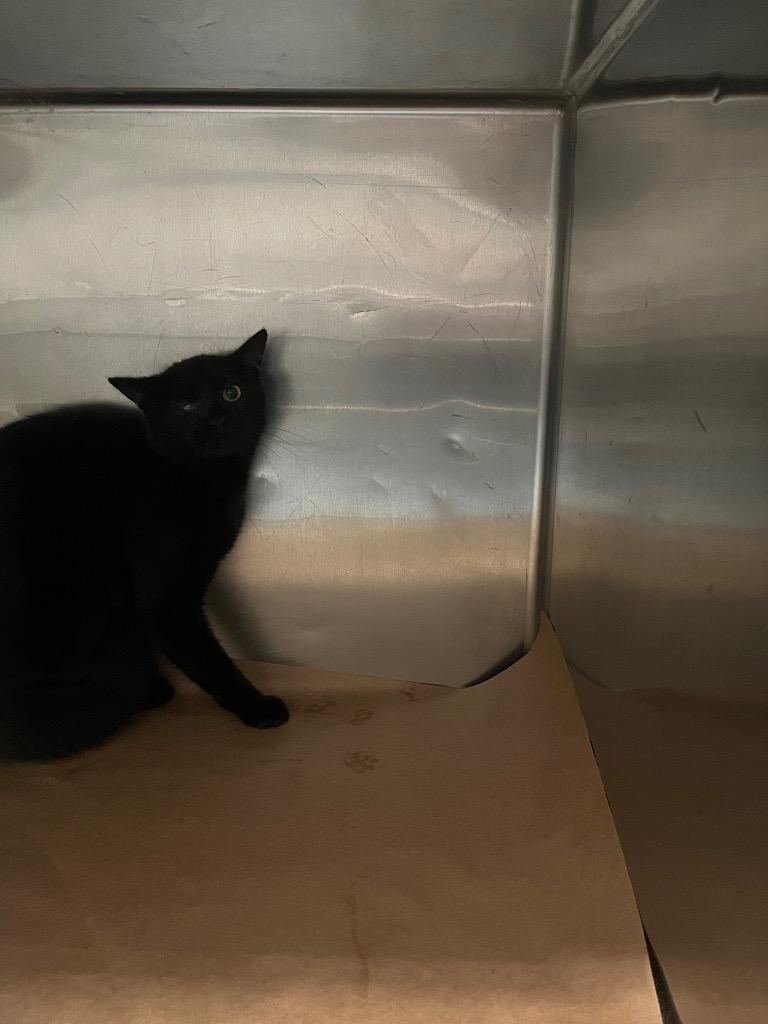 Shade, Adoptable, Young Male Domestic Short Hair.