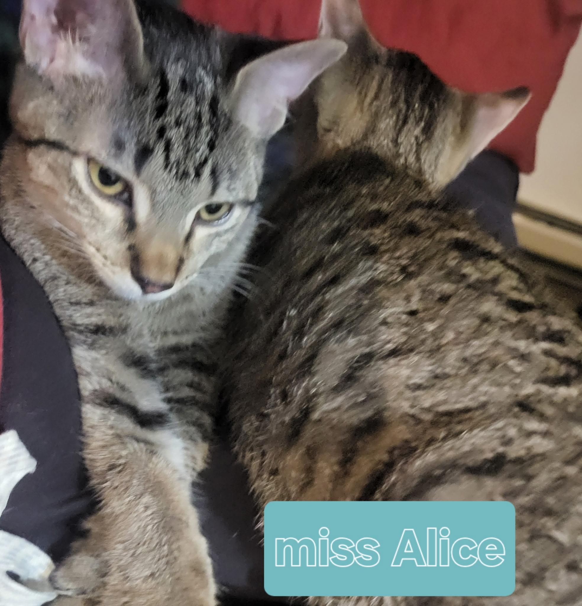 Alice, a Adopted Domestic Short Hair in Unionville, MO image 2/6