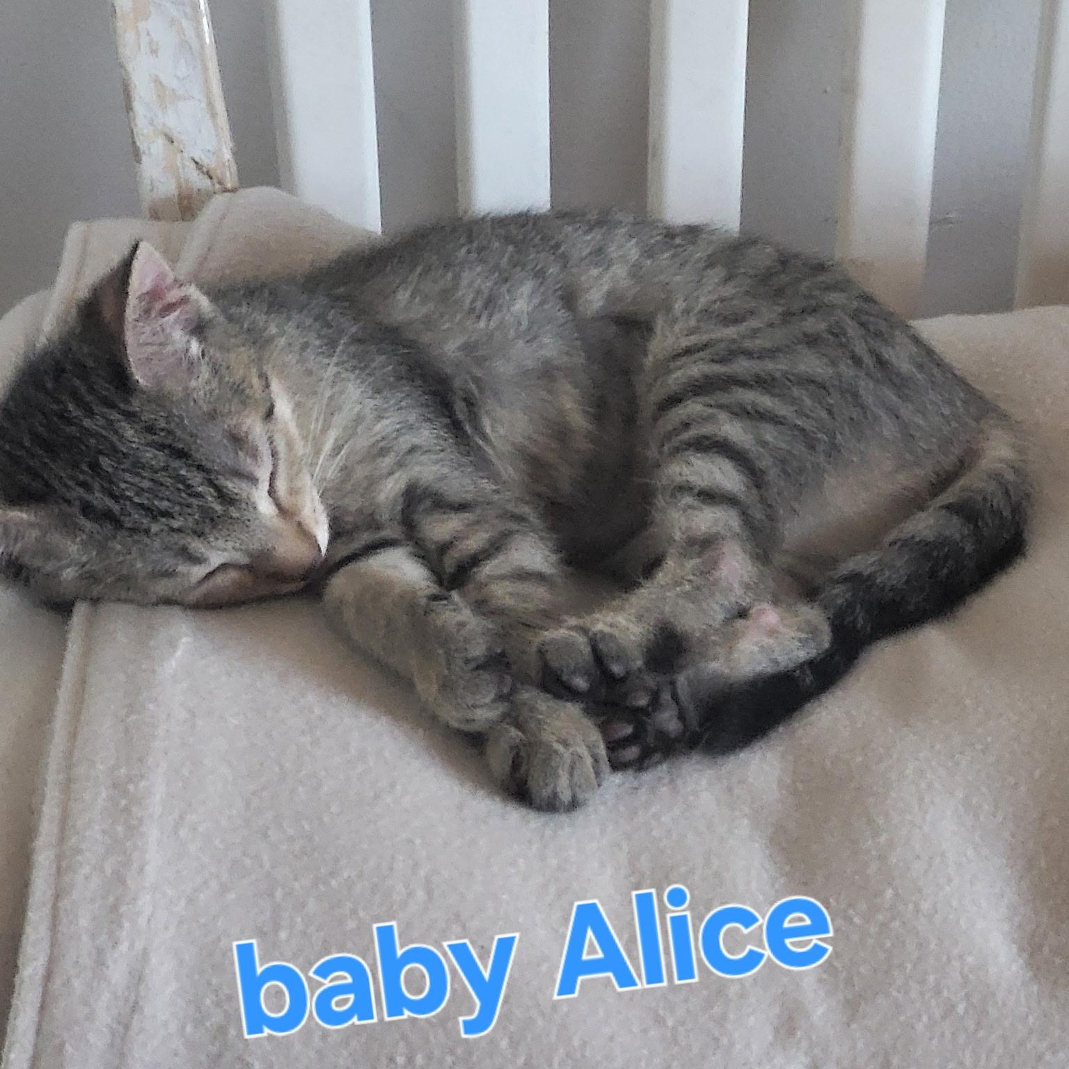 Alice, a Adopted Domestic Short Hair in Unionville, MO image 4/6