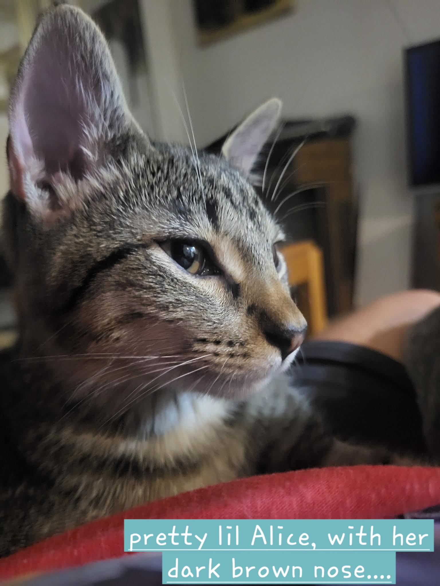 Alice, a Adopted Domestic Short Hair in Unionville, MO image 3/6