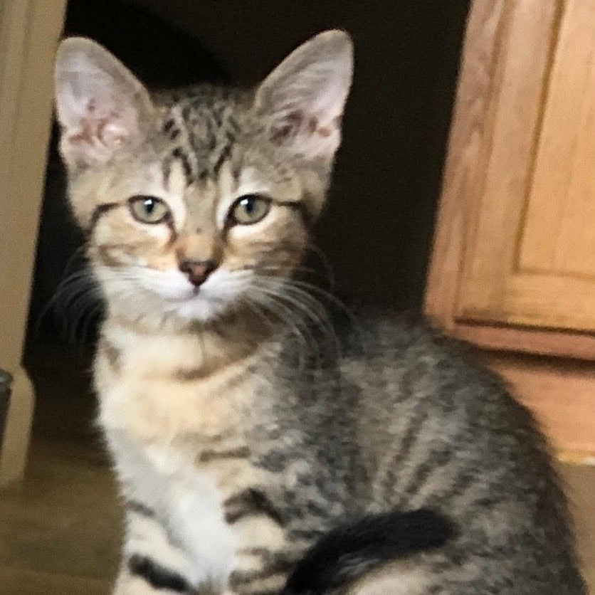 Alice, a Adopted Domestic Short Hair in Unionville, MO image 6/6