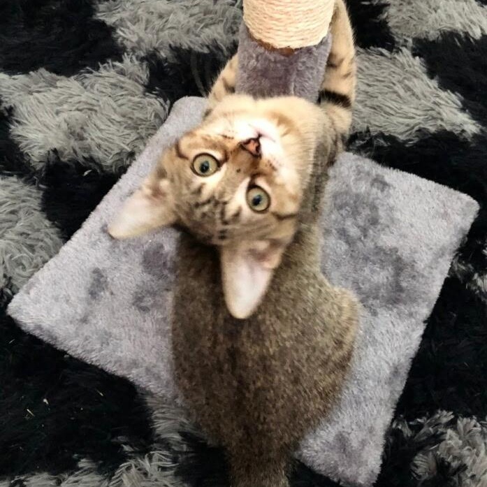 Alice, a Adopted Domestic Short Hair in Unionville, MO image 5/6