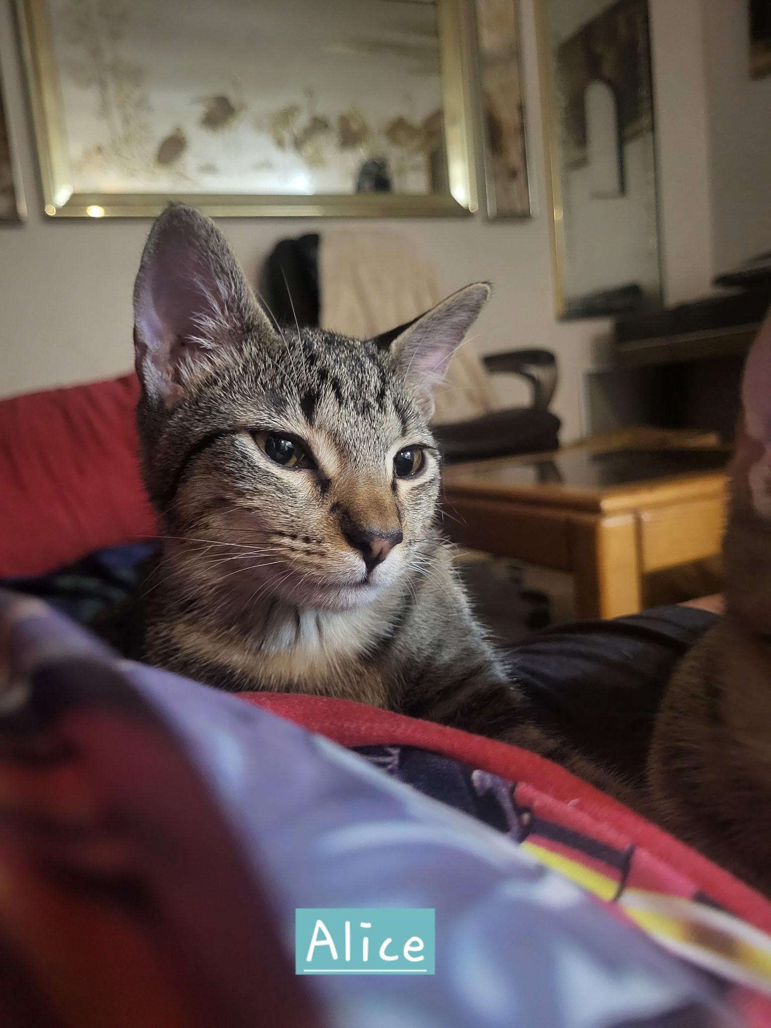 Alice, Adopted, Kitten Female Domestic Short Hair.