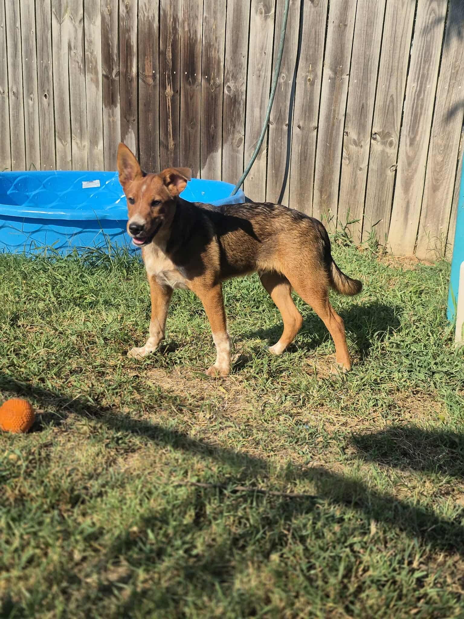 Beta, a Adoptable mixed breed in Dover, AR image 1/6