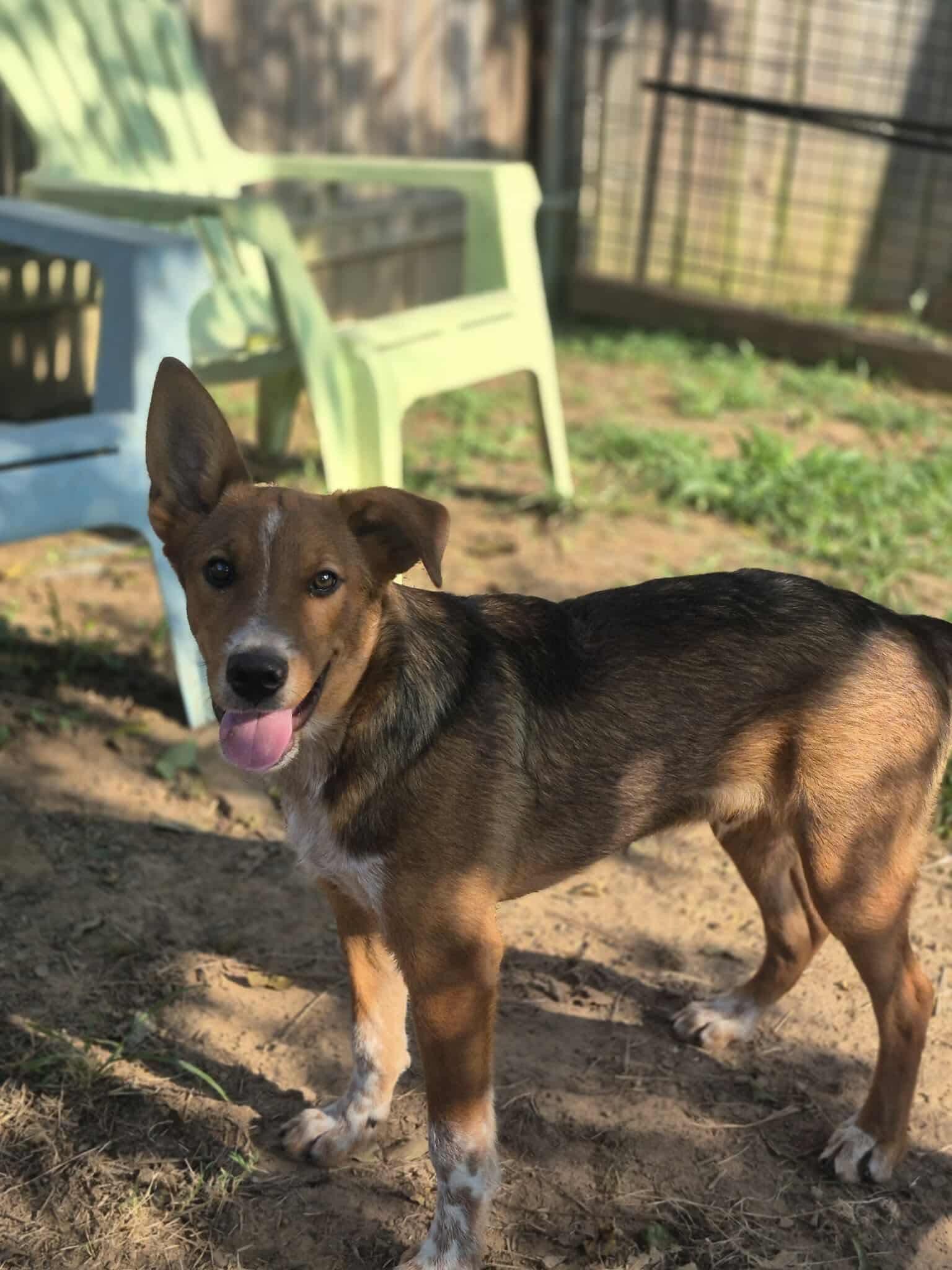 Beta, a Adoptable mixed breed in Dover, AR image 2/6