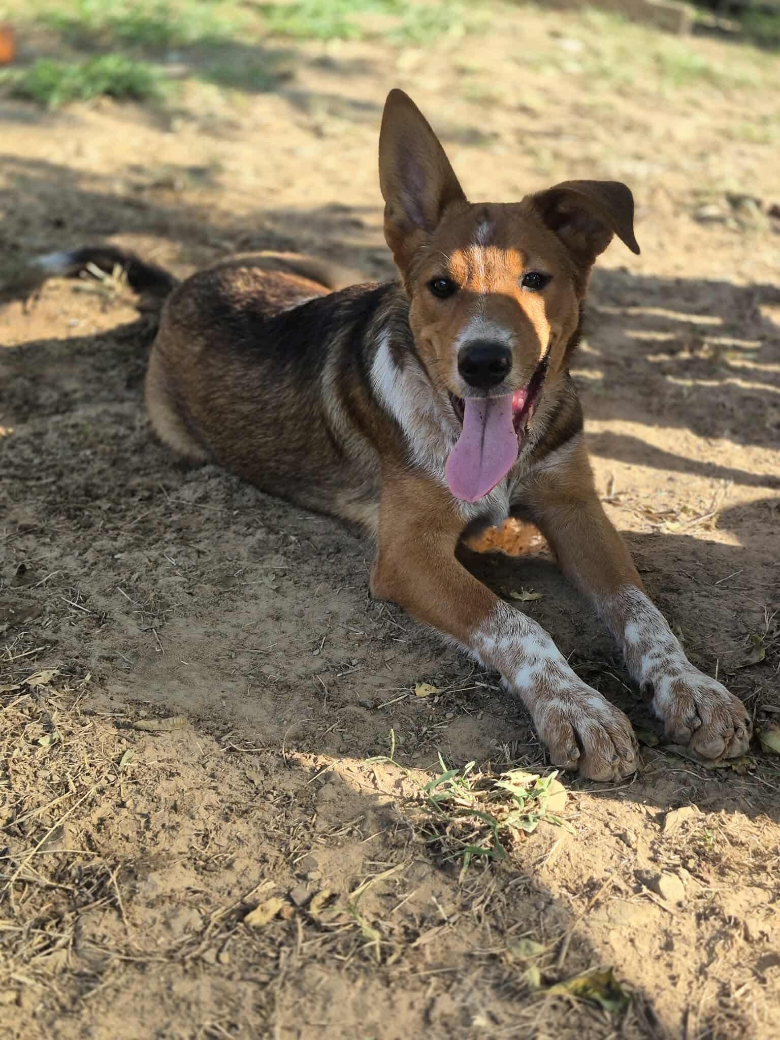 Beta, a Adoptable mixed breed in Dover, AR image 3/6