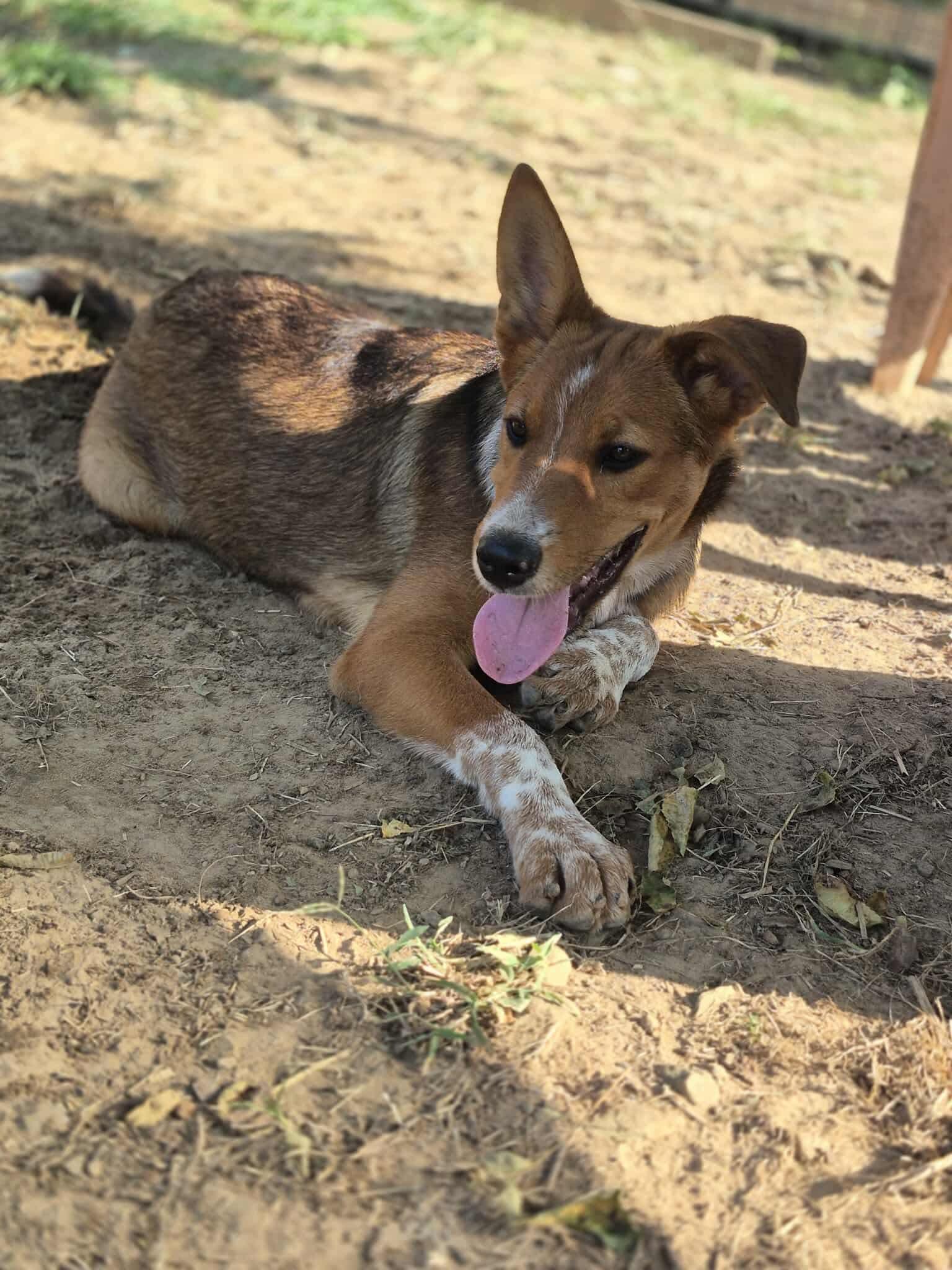 Beta, a Adoptable mixed breed in Dover, AR image 4/6