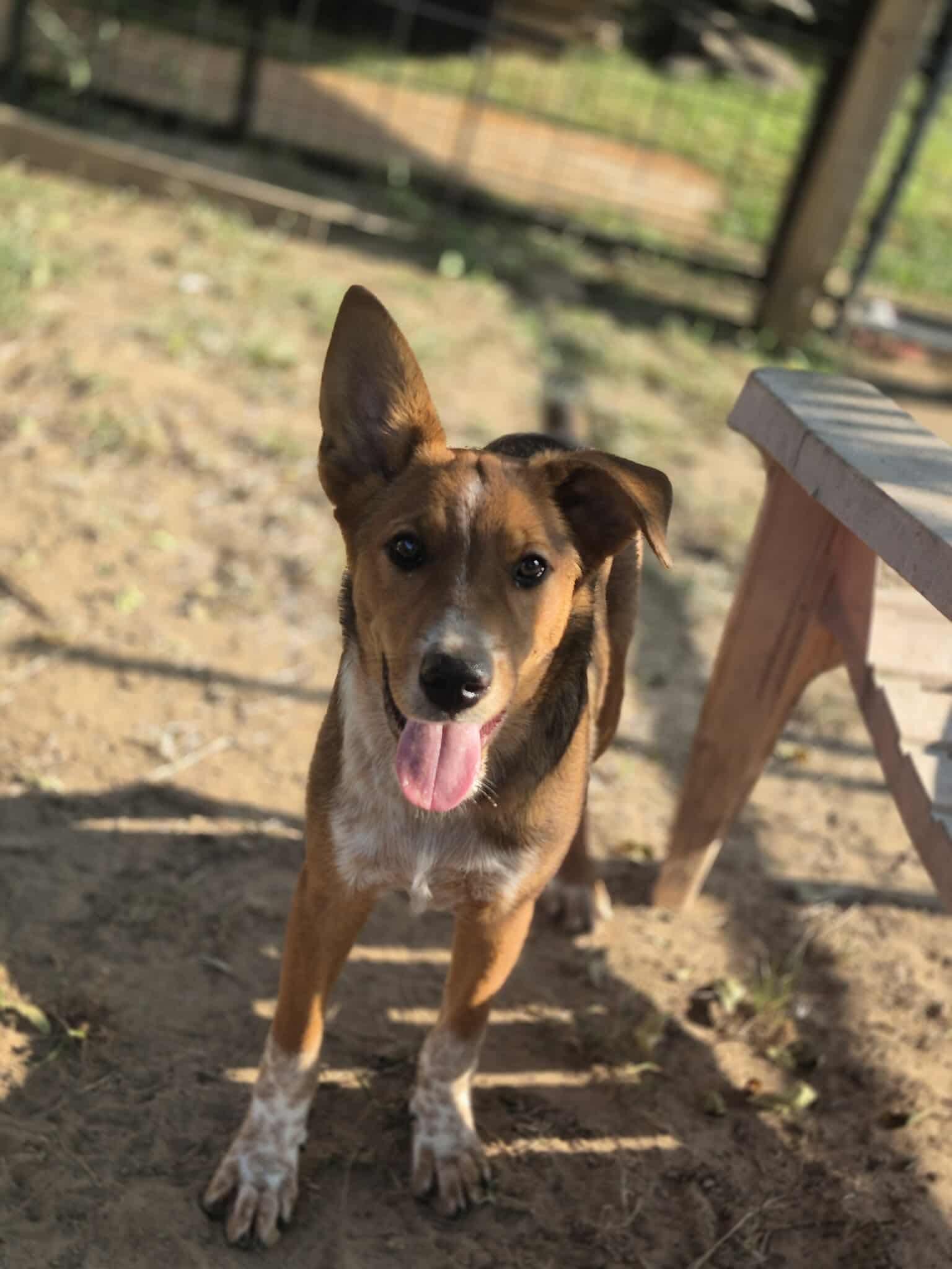 Beta, a Adoptable mixed breed in Dover, AR image 6/6