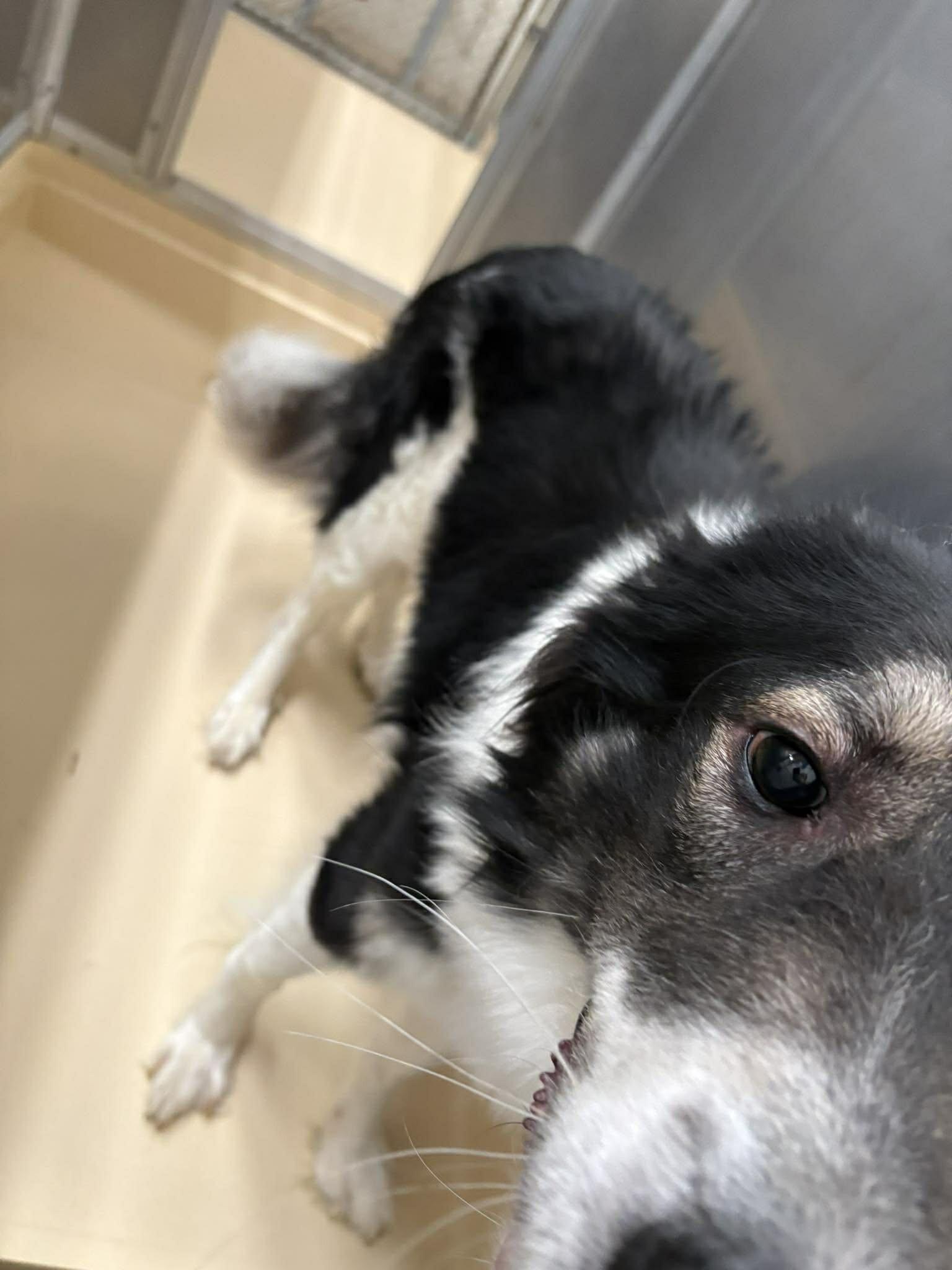 Enlarge Oreo, a Adoptable mixed breed in Burgaw, NC image 2/3