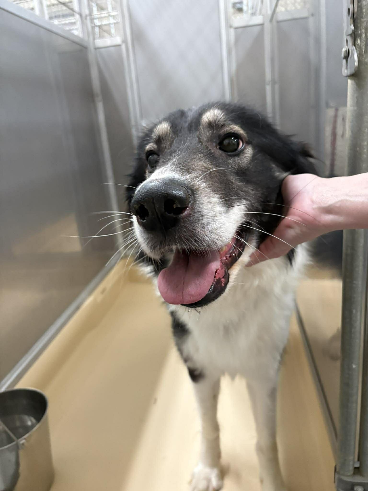 Enlarge Oreo, a Adoptable mixed breed in Burgaw, NC image 3/3
