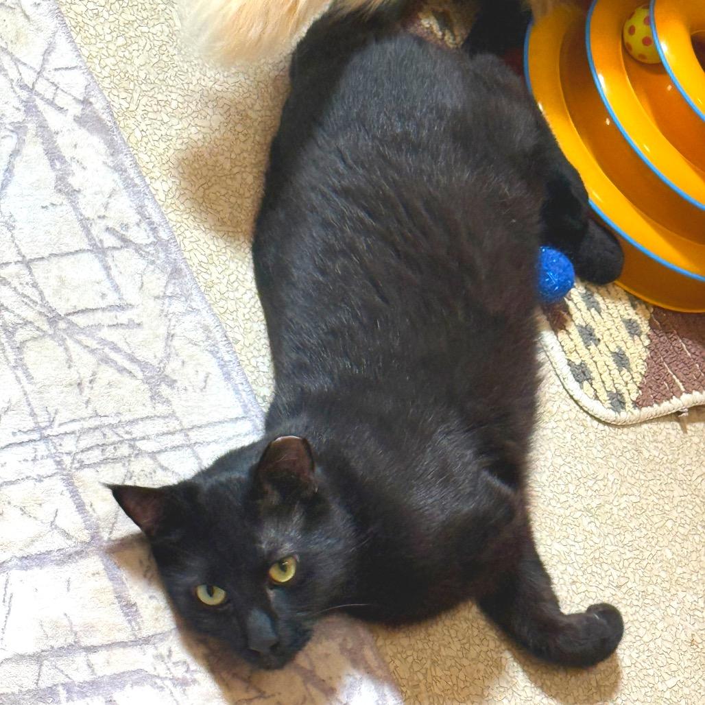 Curli — thumbnail 2