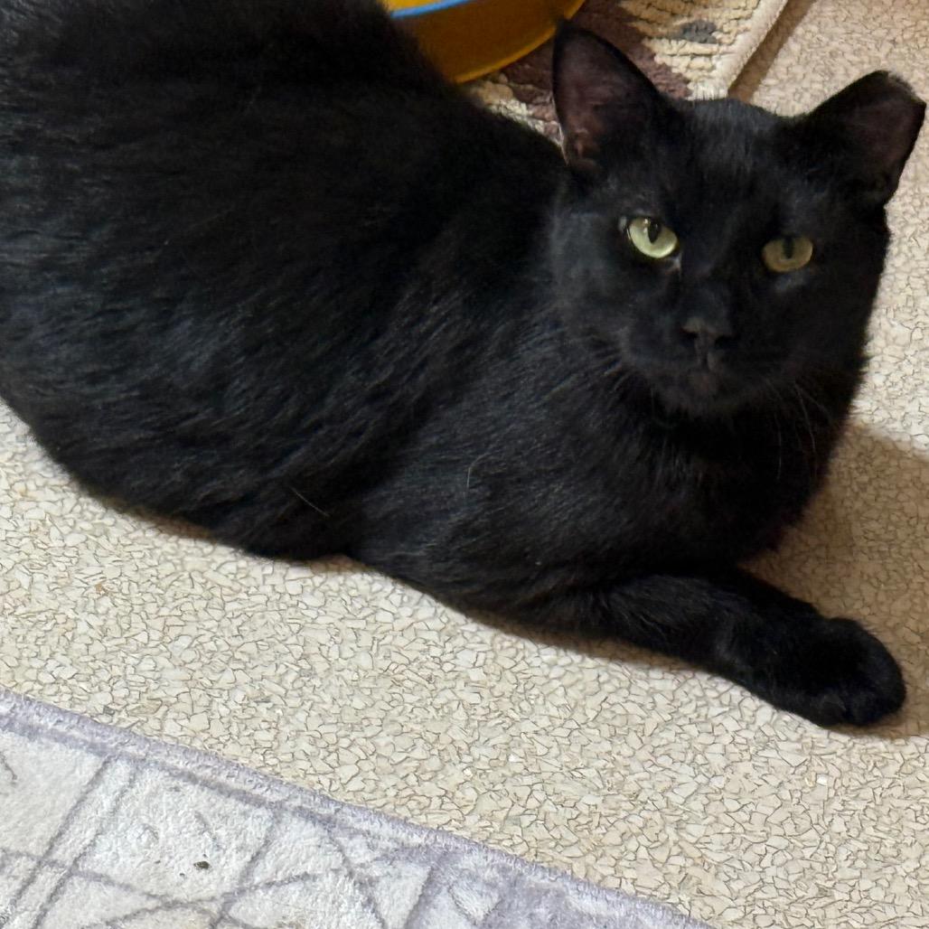 Curli — thumbnail 4