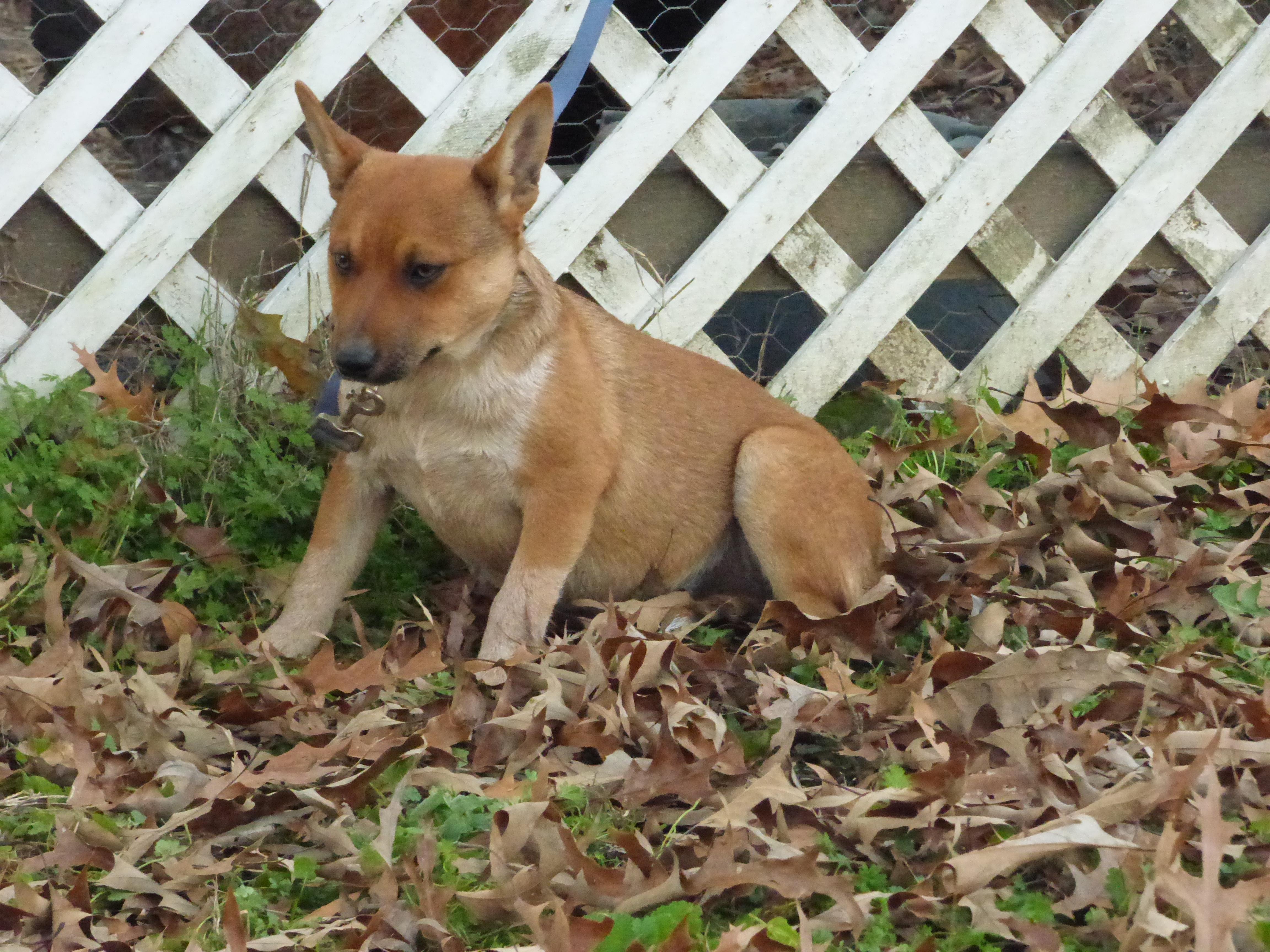 Moringa, a Adoptable Australian Cattle Dog / Blue Heeler in Newburgh, NY image 2/4