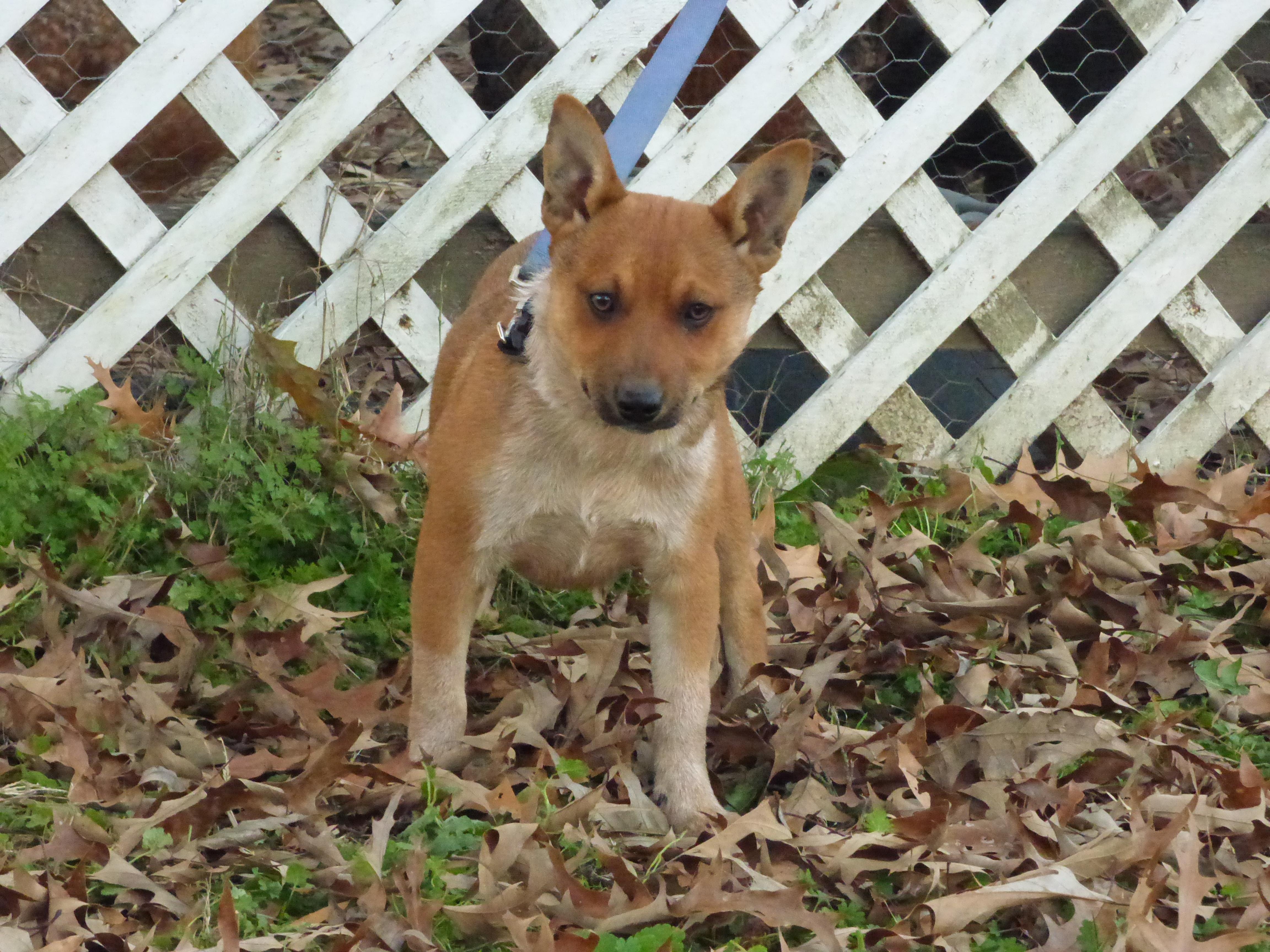 Moringa, a Adoptable Australian Cattle Dog / Blue Heeler in Newburgh, NY image 4/4