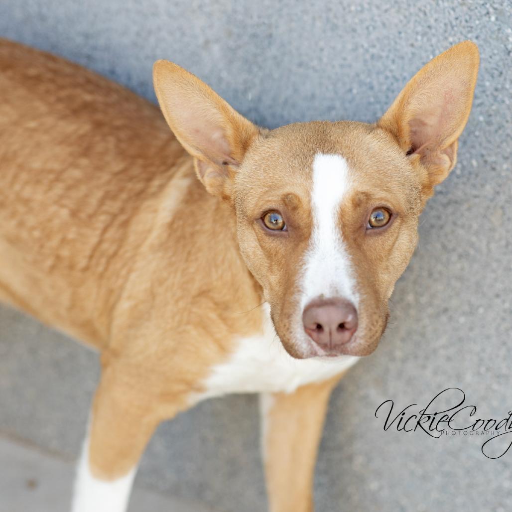 Enlarge Thyme, a Adoptable mixed breed in Portland, OR image 1/4