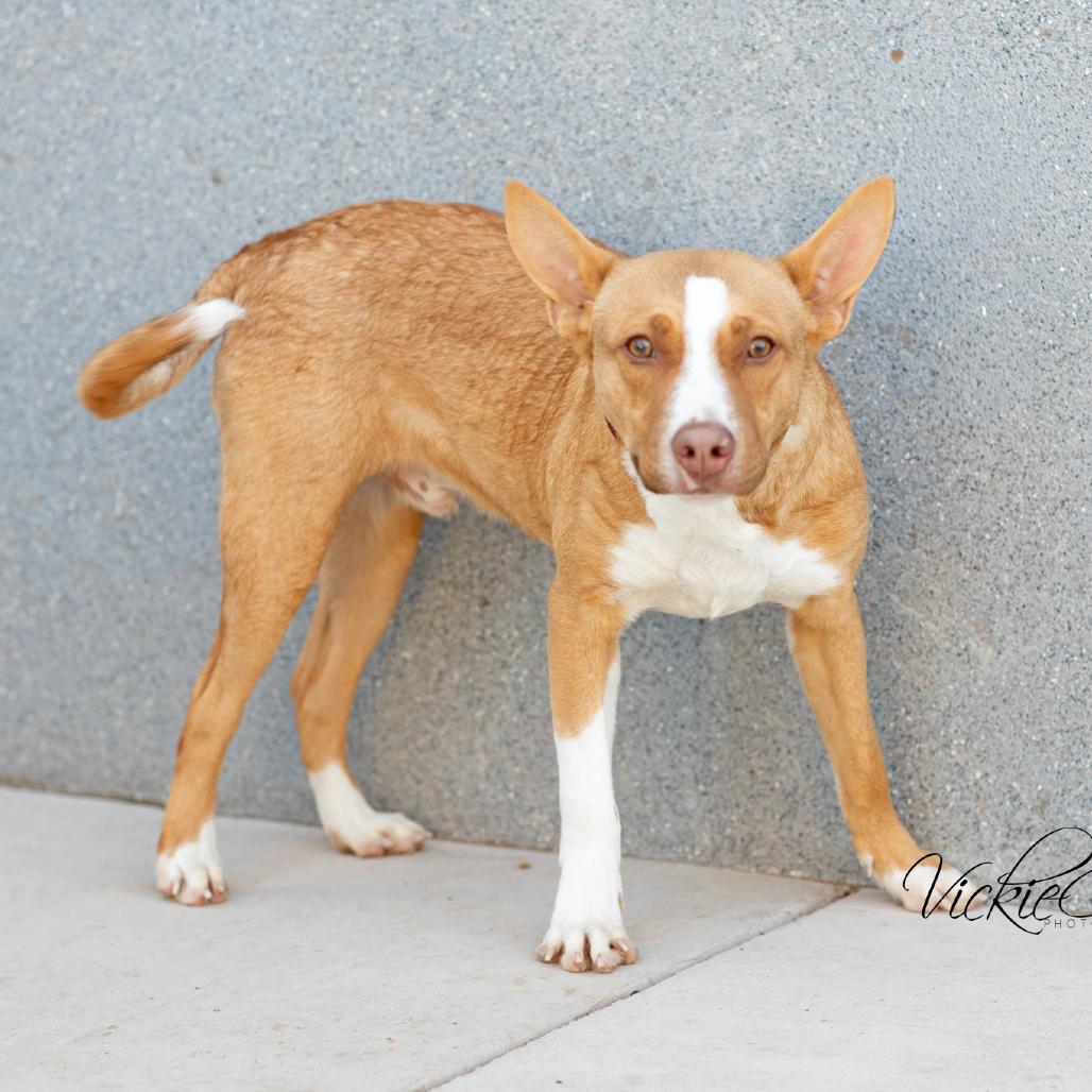 Enlarge Thyme, a Adoptable mixed breed in Portland, OR image 2/4