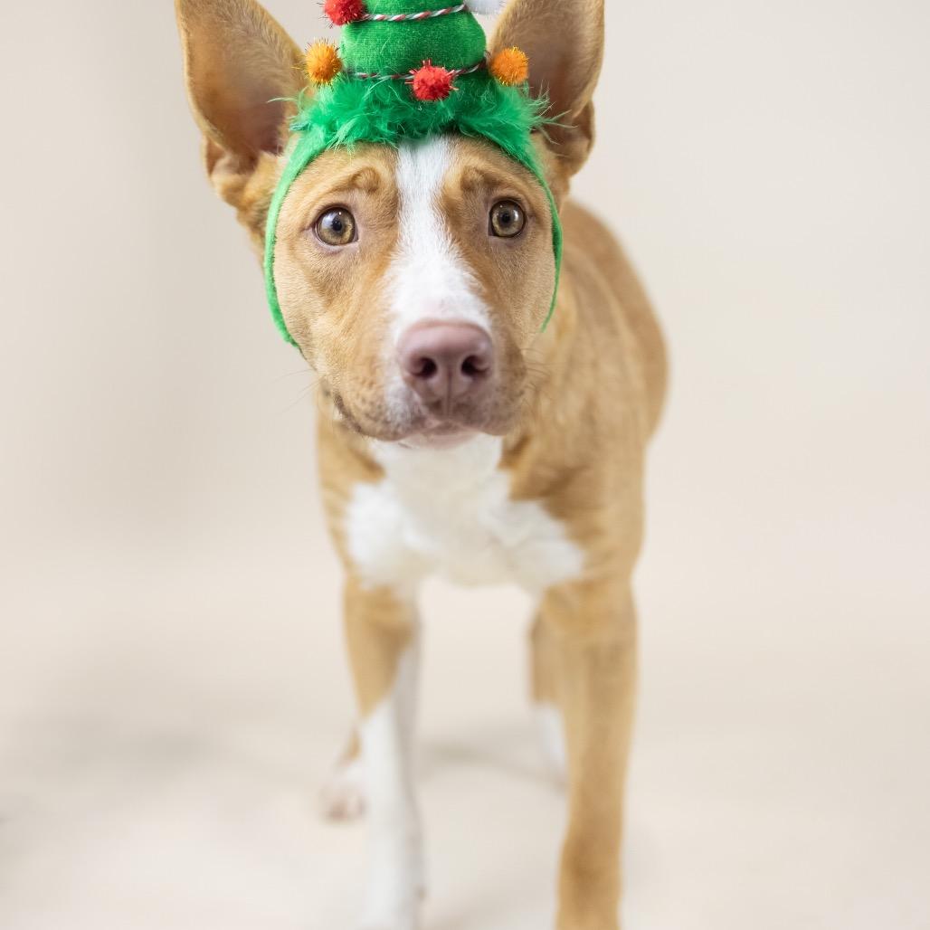 Enlarge Thyme, a Adoptable mixed breed in Portland, OR image 3/4