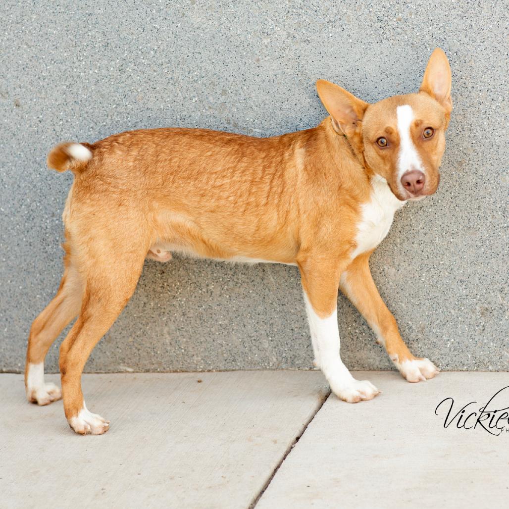 Enlarge Thyme, a Adoptable mixed breed in Portland, OR image 4/4