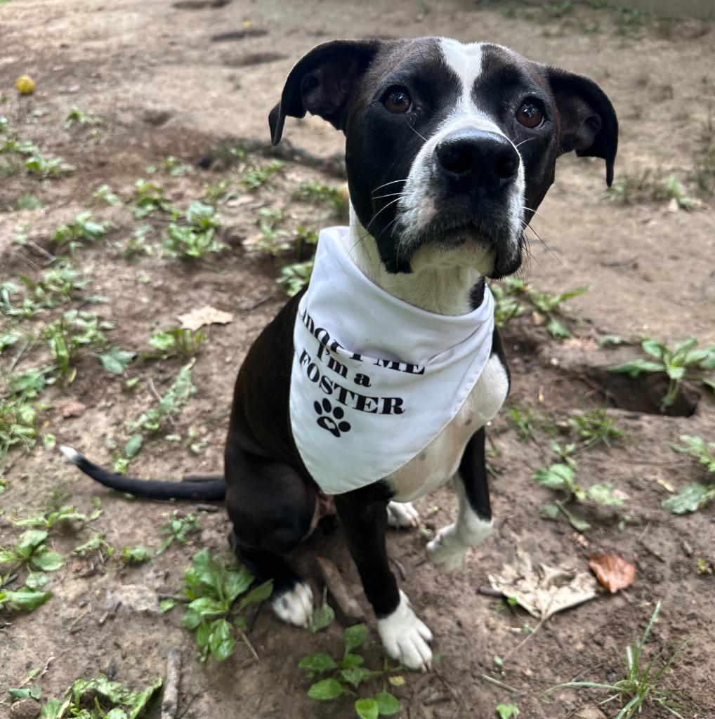 Enlarge Charlie, a Adoptable Pit Bull Terrier in Bloomington, IN image 1/6