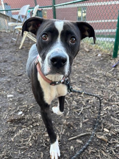 Enlarge Charlie, a Adoptable Pit Bull Terrier in Bloomington, IN image 2/6