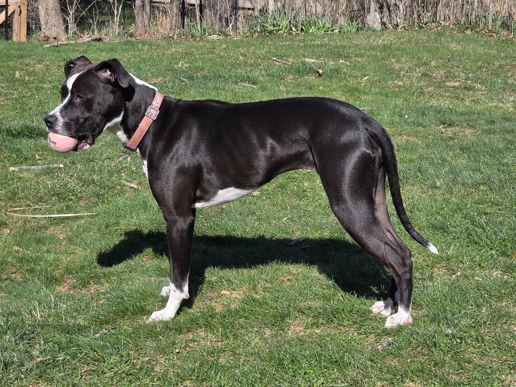 Enlarge Charlie, a Adoptable Pit Bull Terrier in Bloomington, IN image 3/6