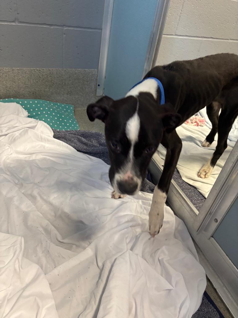 Enlarge Charlie, a Adoptable Pit Bull Terrier in Bloomington, IN image 4/6