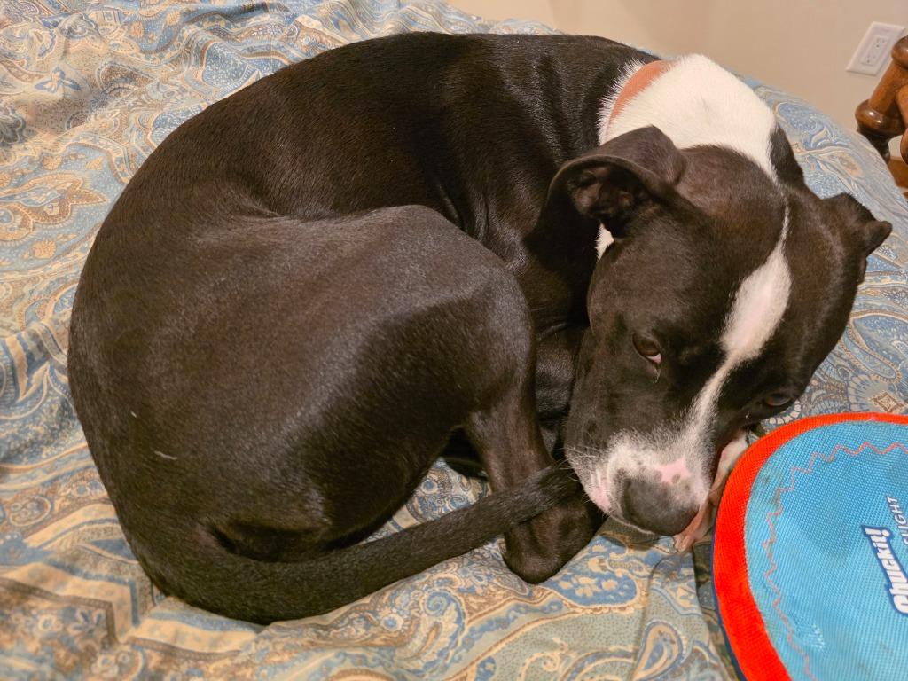 Charlie, a Adoptable Pit Bull Terrier in Bloomington, IN image 2/6