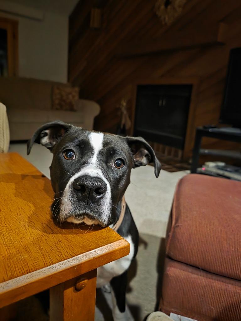 Enlarge Charlie, a Adoptable Pit Bull Terrier in Bloomington, IN image 5/6