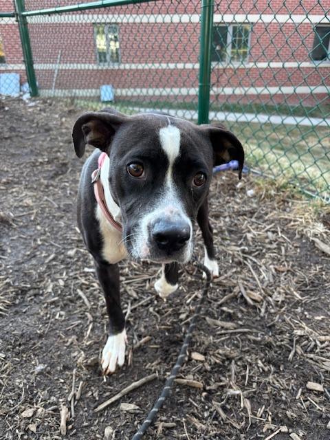 Enlarge Charlie, a Adoptable Pit Bull Terrier in Bloomington, IN image 6/6