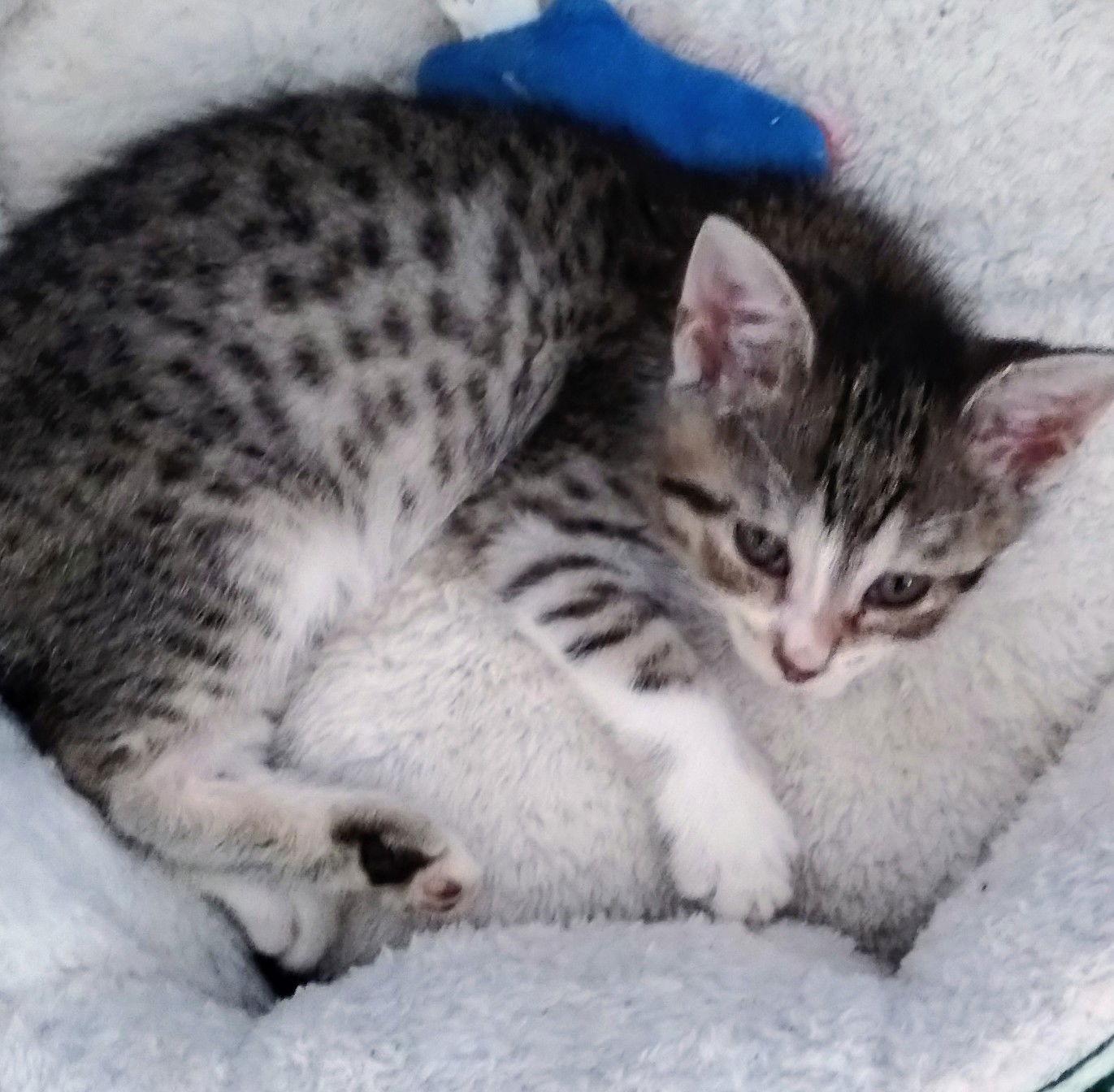 Joni, Adopted, Kitten Female Bengal & American Shorthair.