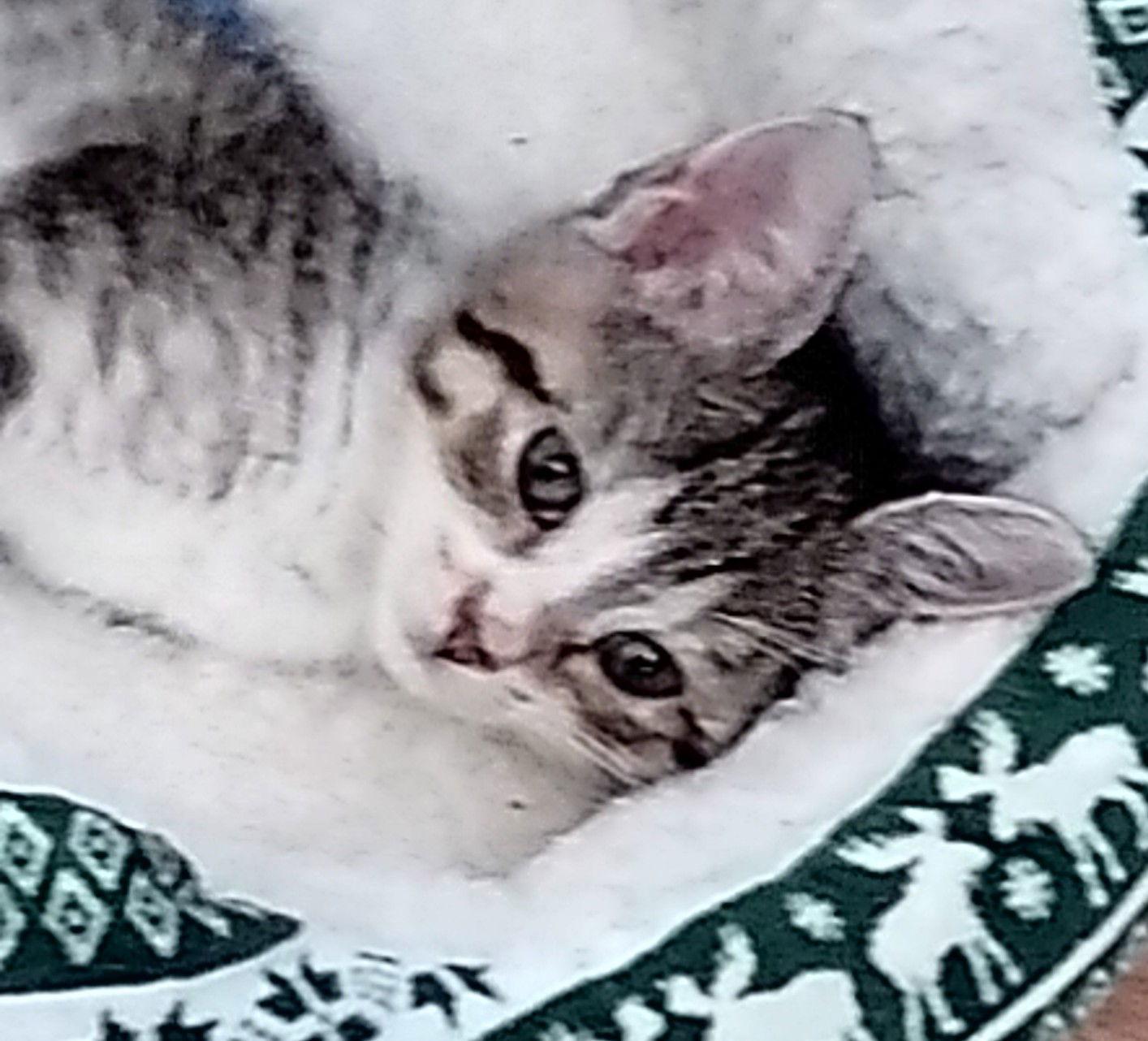 Enlarge Joni, a Adopted mixed breed in Oakland Park, FL image 2/3