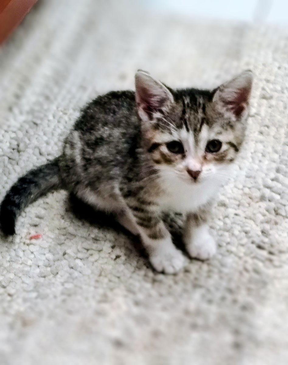 Enlarge Joni, a Adopted mixed breed in Oakland Park, FL image 3/3