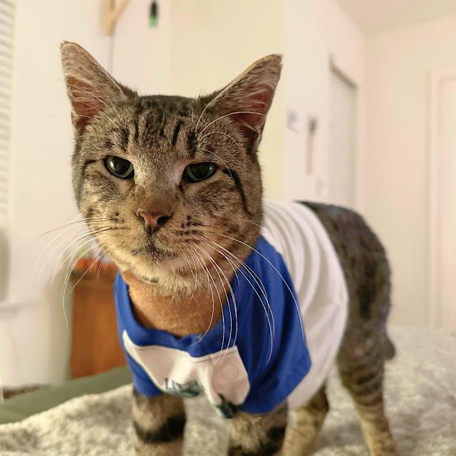 MADIX, Adoptable, Senior Male Domestic Short Hair.