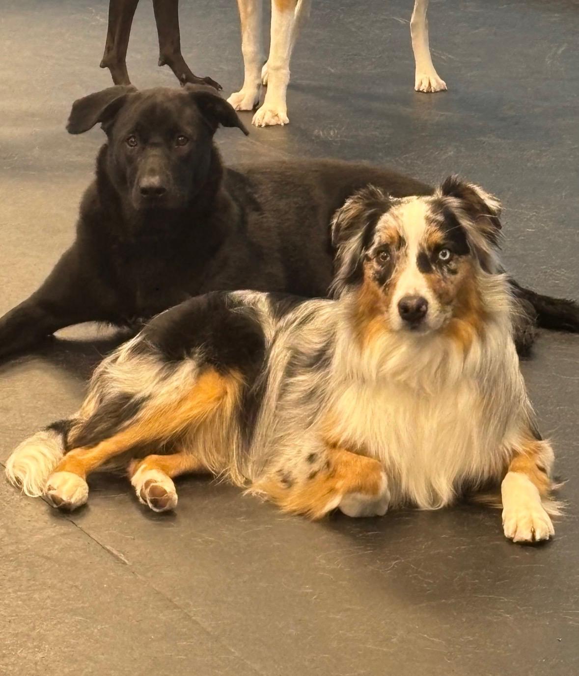 Buzby *courtesy post*, a ADOPTABLE mixed breed in New Boston, NH image 3/6