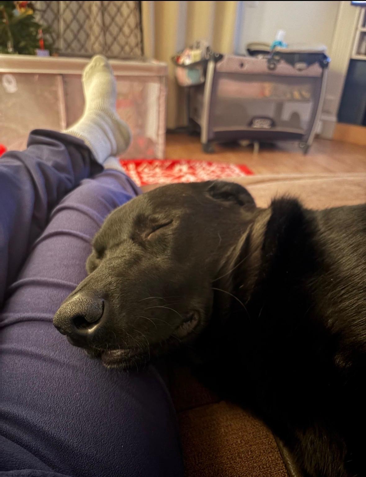 Buzby *courtesy post*, a ADOPTABLE mixed breed in New Boston, NH image 4/6