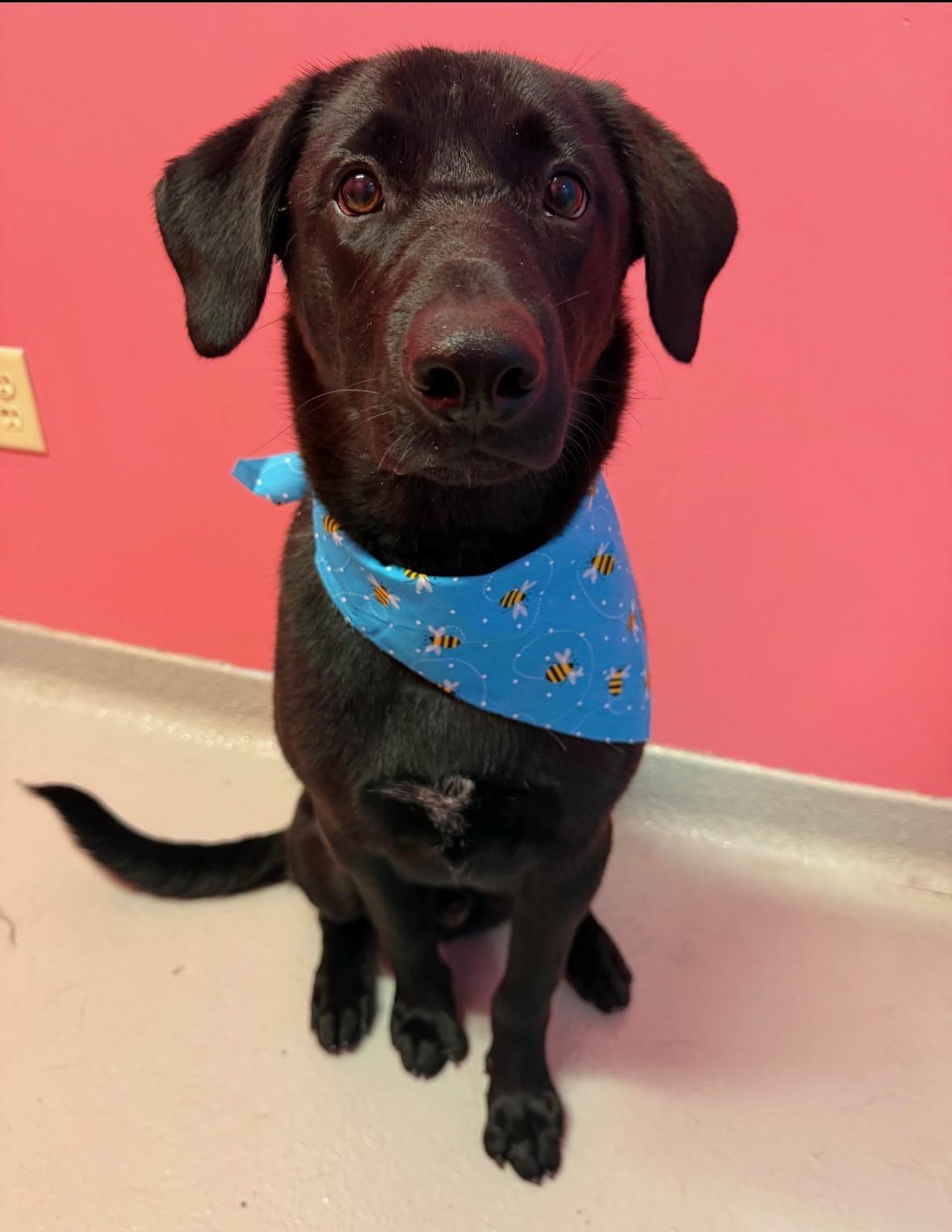 Buzby *courtesy post*, a ADOPTABLE mixed breed in New Boston, NH image 1/6