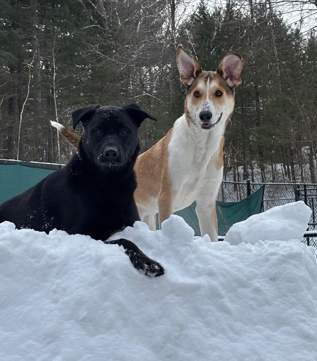 Buzby *courtesy post*, a ADOPTABLE mixed breed in New Boston, NH image 6/6