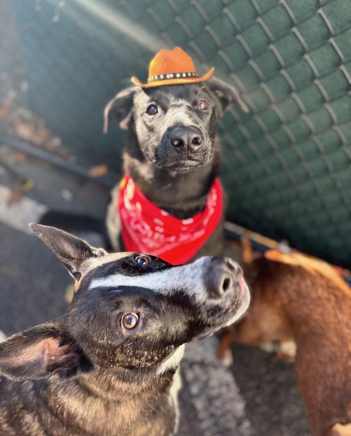 Buzby *courtesy post*, a ADOPTABLE mixed breed in New Boston, NH image 2/6