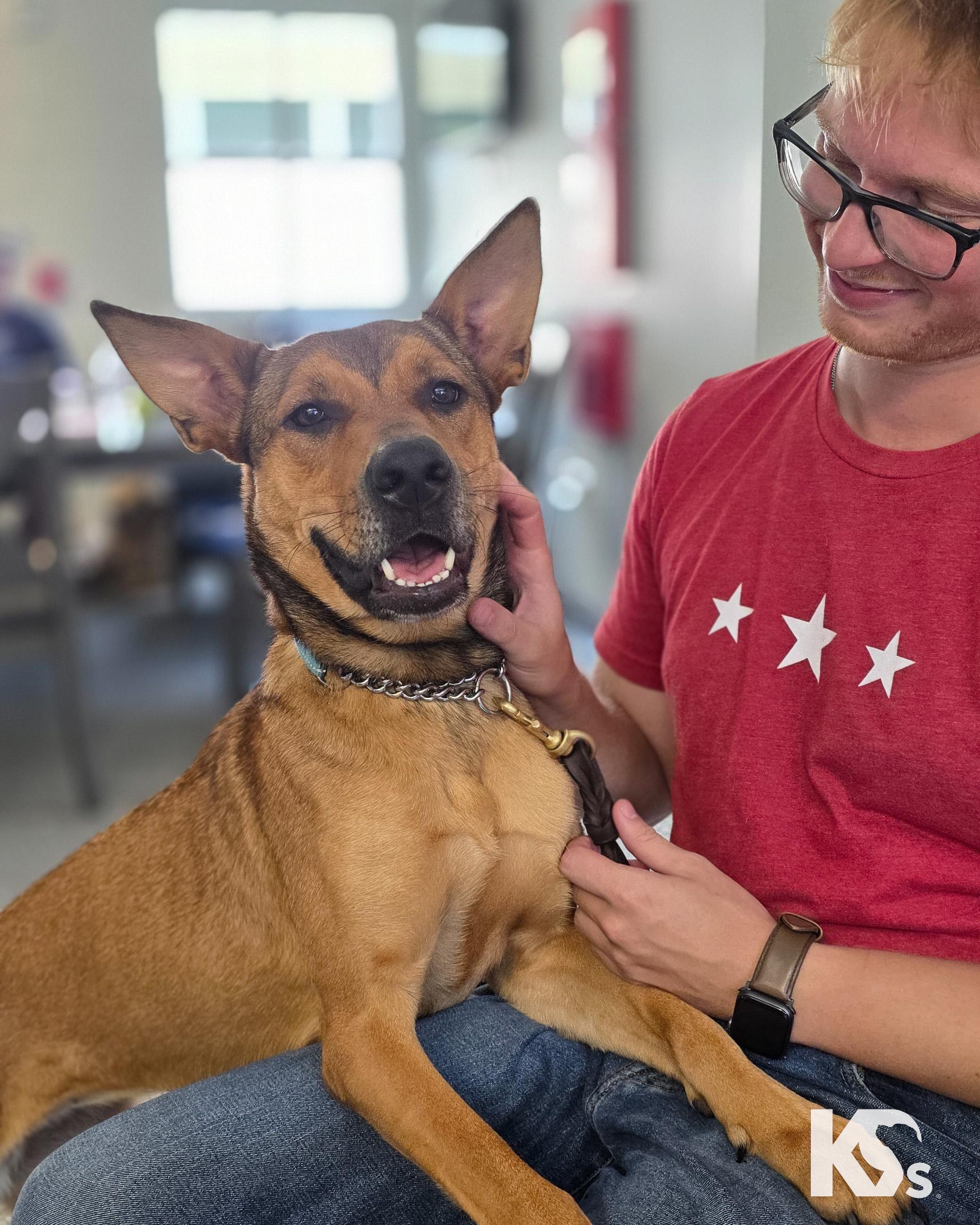Puma, Adoptable, Adult Female German Shepherd Dog & American Staffordshire Terrier.