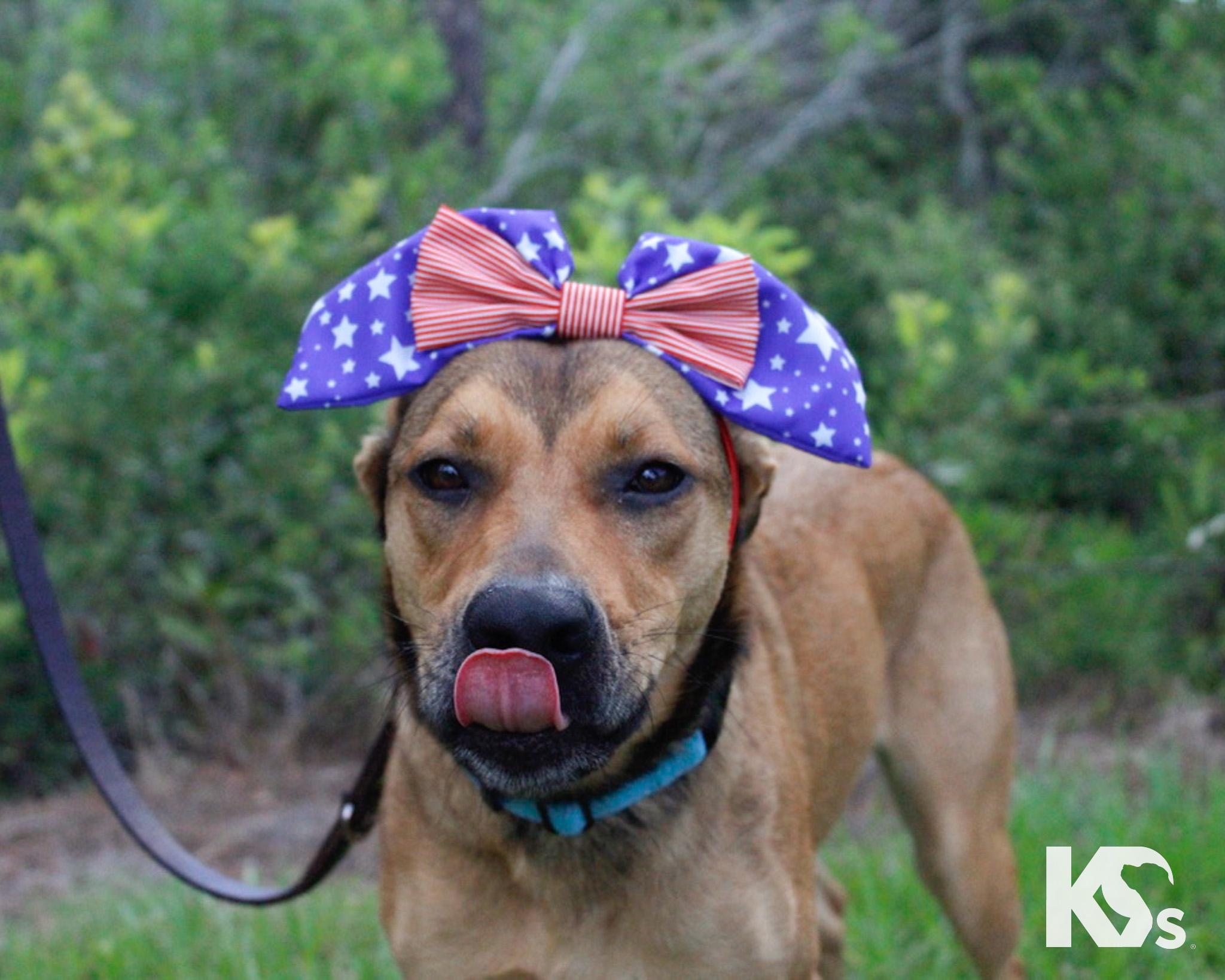 Enlarge Puma, a Adoptable mixed breed in Ponte Vedra, FL image 6/6