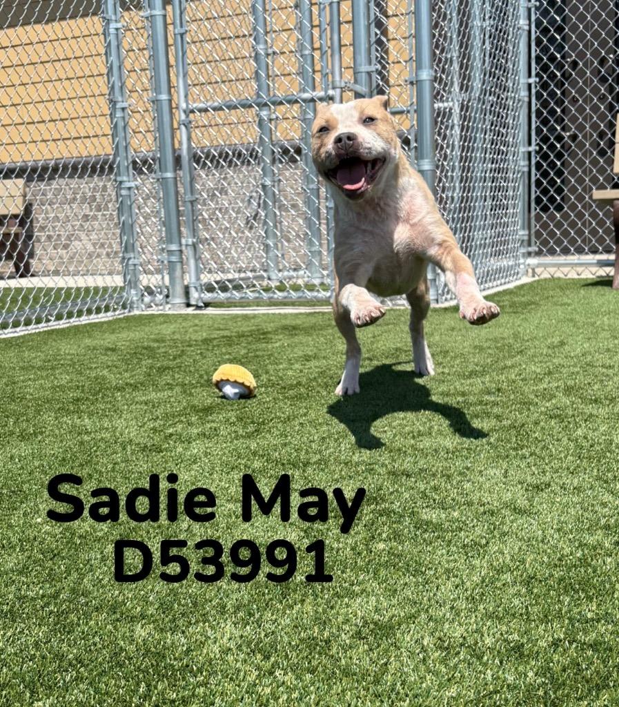 Sadie-May, a Adoptable Pit Bull Terrier in Clarksville, TN image 1/2