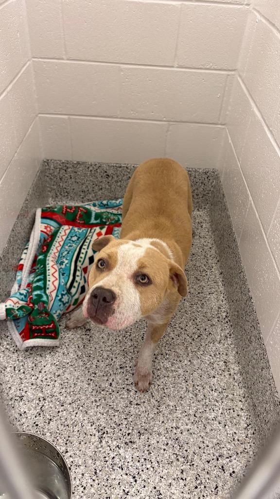 Sadie-May, a Adoptable Pit Bull Terrier in Clarksville, TN image 2/2