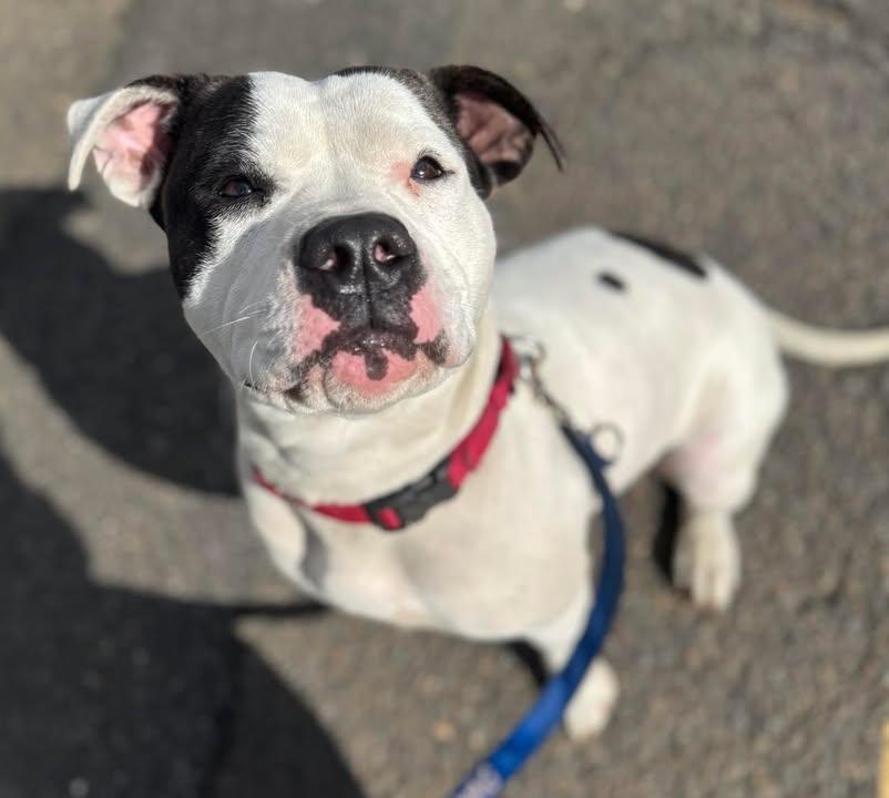 Darla, Adoptable, Young Female American Staffordshire Terrier.