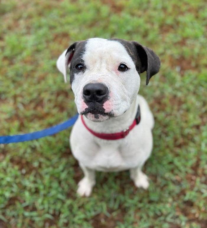 Enlarge Darla, a Adoptable American Staffordshire Terrier in Stamford, CT image 2/3