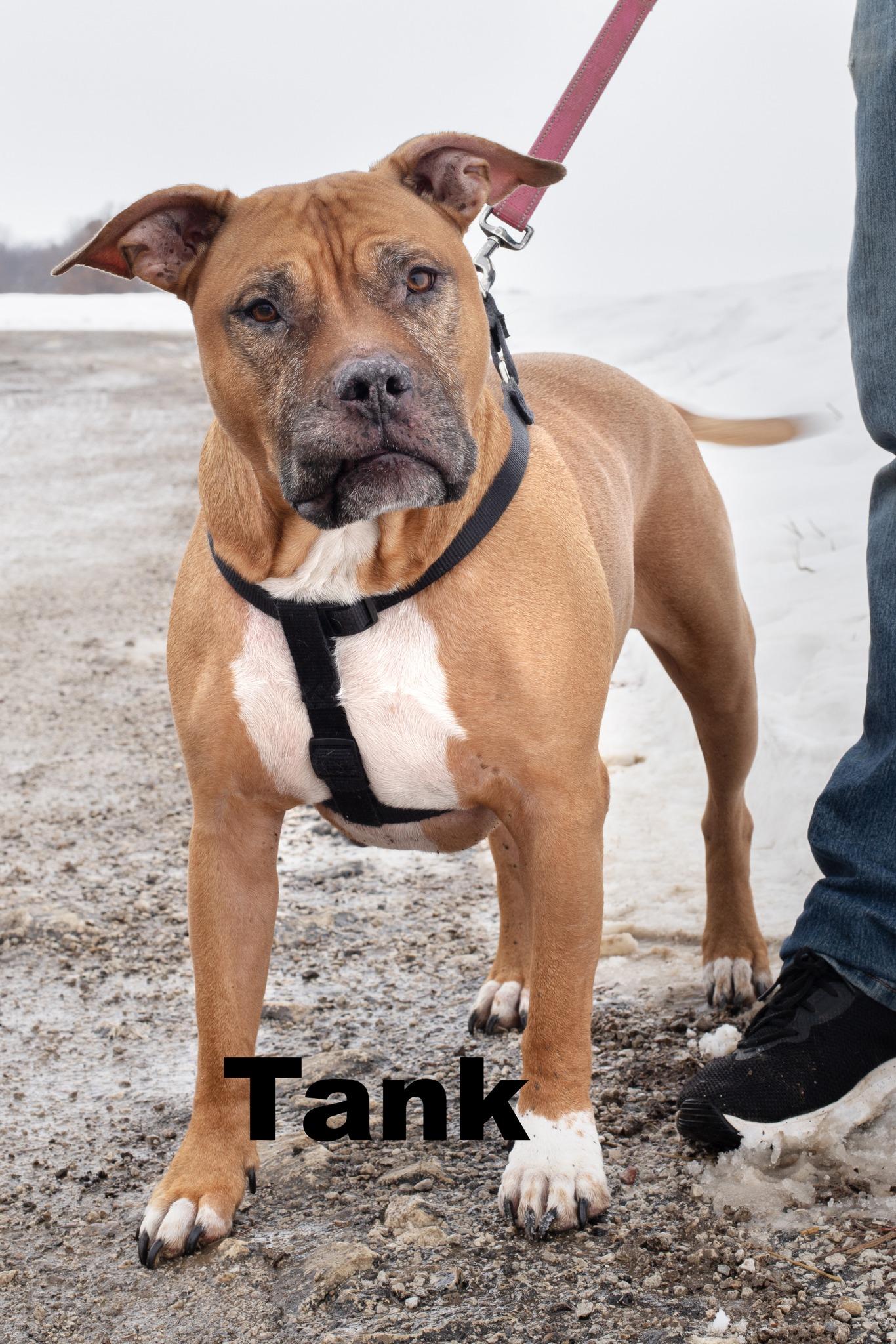 Tank is bonded with Gracie, ADOPTABLE, Adult Male Mixed Breed.