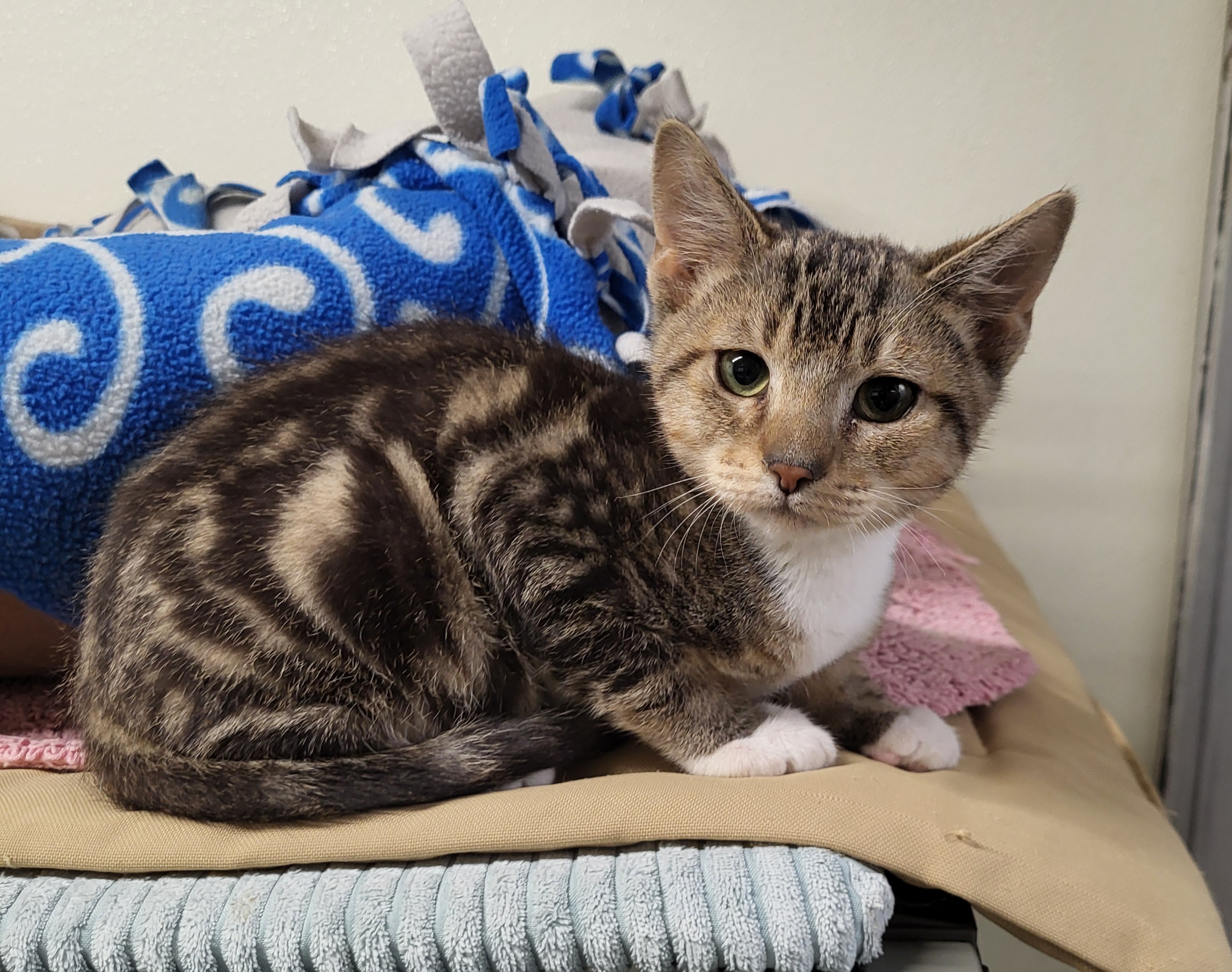 Enlarge Elmer, a Adoptable Domestic Short Hair in Lodi, CA image 2/2