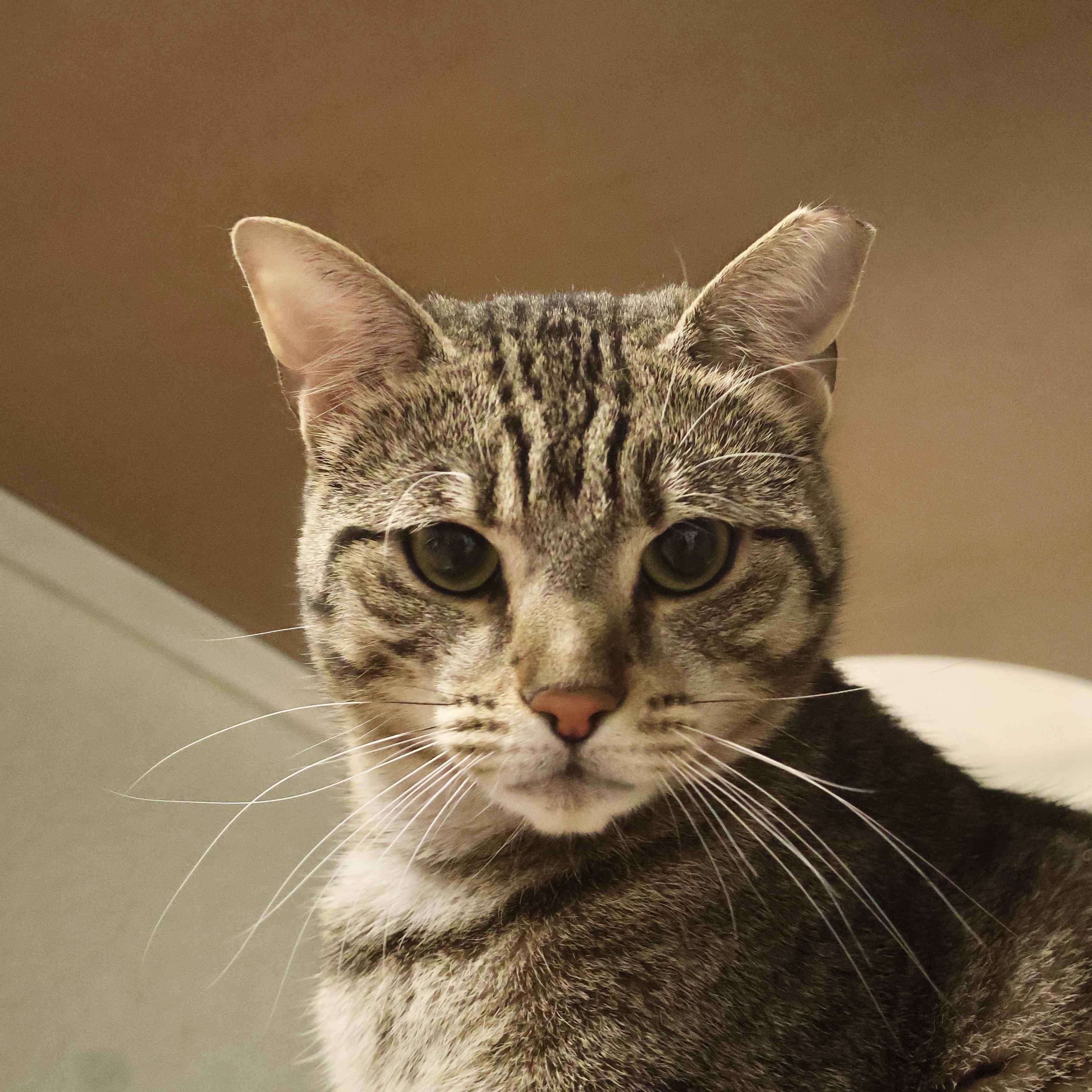 Spinosaurus, adopted, Young Female Tabby & Domestic Short Hair.