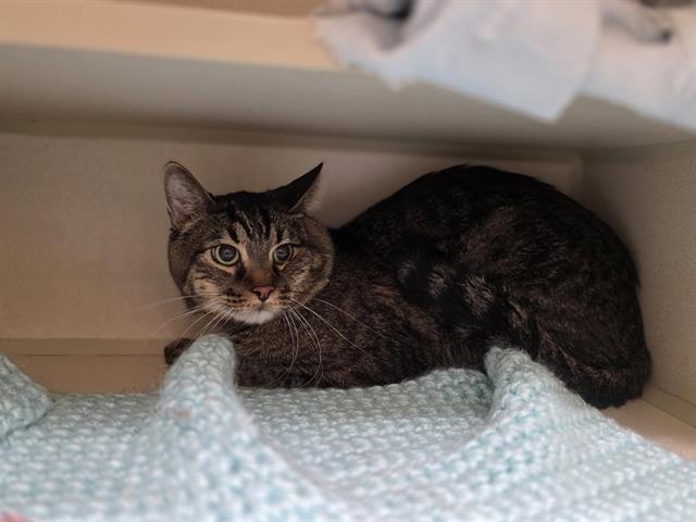 DUCKY, Adoptable, Adult Male Domestic Short Hair.